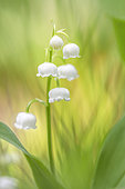 Lily-of-the-valley (Convallaria majalis), Bocage bourbonnais, Allier, Auvergne, France