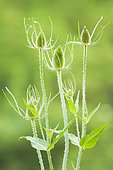 Fuller's teasel (Dipsacus fullonum) inflorescences before flowering, Val d'Allier Nature Reserve, Auvergne, France