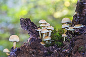 Sulphur Tuft (Hypholoma fasciculare) on an uprooted tree in the forest of Bagnolet, Allier, Auvergne, France