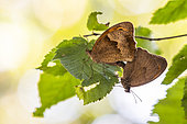 Meadow Brown (Maniola jurtina) mating in summer, Bocage bourbonnais, Auvergne, France