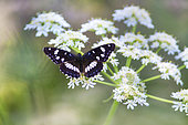 Southern White Admiral (Limenitis reducta) on Hogweed (Heracleum sphondylium) flowers, Bocage bourbonnais, Auvergne, France