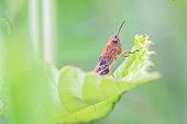 Young Grasshopper stalking on a leaf near a forest pond, Auvergne, France