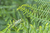 Great green bush-cricket (Tettigonia viridissima) mimetic male on Bracken fern (Pteridium aquilinum), Auvergne, France