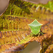 Buffalo treehopper (Stictocephala bisonia) in late summer on a sycamore leaf(Acer pseudoplatanus), Auvergne, France