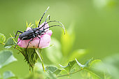 Accouplement de Petits capricornes (Cerambyx scopolii) sur une fleur d'églantier (Rosa canina) au printemps, Bocage bourbonnais, Auvergne, France