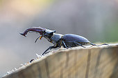 Stag beetle (Lucanus cervus) in the forest on a cut oak trunk, Allier, Auvergne, France