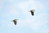 Pair of Night-Herons (Nycticorax nycticorax) in flight one evening in late spring, Allier, Auvergne, France