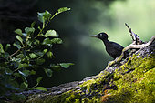 Black Woodpecker (Dryocopus martius) foraging on an old fallen oak tree in a pond at the edge of a forest, Auvergne, France