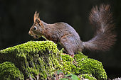 Red squirrel (Sciurus vulgaris) with an acorn in its mouth on a moss-covered stump on a misty day in the forest, Auvergne, France