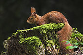 Red squirrel (Sciurus vulgaris) on a moss-covered stump on a foggy day in the forest, Auvergne, France