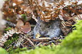 Bank vole (Myodes glareolus) showing its snout to nibble under dried ferns, Auvergne, France