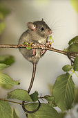 Jeune Rat noir (Rattus rattus) en train de manger des feuilles de noisetier, Auvergne, France