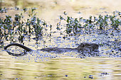 Ragondin (Myocastor coypus) dans l'eau, à l'affût d'un intrus sur son territoire, Réserve Naturelle du val d'Allier, Auvergne, France