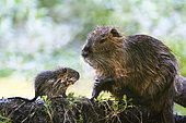 Coypu (Myocastor coypus) interacting with its young, Val d'Allier Nature Reserve, Auvergne, France