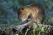 Coypu (Myocastor coypus) grooming itself on a fallen log in a dead branch of the river Allier, Auvergne, France