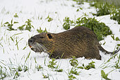 Coypu (Myocastor coypus) in the snow and covered with some duckweed (Lemna sp), Auvergne, France