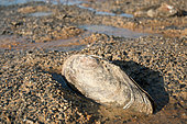 Swan mussel (Anodonta cygnea) dead after draining a pond, Allier, Auvergne, France