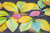 Colourful foliage of the common beech (Fagus sylvatica) in autumn, Allier, Auvergne, France