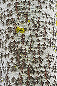 Close-up of the bark of an European Aspen (Populus tremula) in an urban park, Allier, Auvergne, France