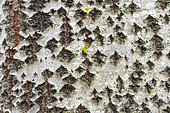 Close-up of the bark of an European Aspen (Populus tremula) in an urban park, Allier, Auvergne, France