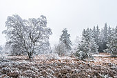 Downy birch (Betula pubescens) and Mountain Pine (Pinus uncinata) in a high altitude peat bog in the middle of winter, heather moor, Plateau de la Verrerie, Monts de la Madeleine, Allier, Auvergne, France