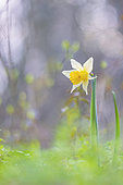 True Jonquil (Narcissus jonquilla) in an undergrowth at the end of winter, Allier, Auvergne, France