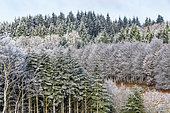 Beech (Fagus sylvatica) and fir trees under the frost of the first winter cold, Auvergne, France