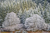 Shrubs and conifers covered with frost, Auvergne, France