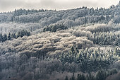 Beech and fir forests under frost, Mont de la Madeleine, Auvergne, France