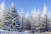 Conifers wrapped in frost in a low mountain fir forest, Auvergne, France