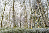 Beech forest in winter frost behind a blueberry hedge, Auvergne, France