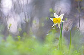 Jonquille (Narcissus jonquilla) dans un sous-bois à la fin de l'hiver, Allier, Auvergne, France