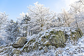 Common beech (Fagus sylvatica) on the rock and covered with frost, Low mountain, Auvergne, France