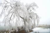 Old weeping willow (Salix babylonica) shrouded in fog and covered with frost, Auvergne, France