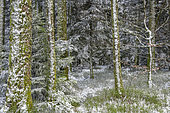 Snow-covered Pectinated Fir (Abies alba) forest, Auvergne, France
