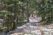 Snowy and magical landscape in an Auvergne forest, Les Bois Noirs, Livradois-Forez Regional Nature Park, Auvergne, France