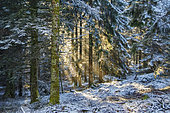 Fir forest covered with frost and warmed by the sun, Montagne Bourbonnaise, Allier, Auvergne, France