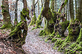 The Allée des Géants is made up of old trees that have undergone pleaching, which in the Montagne Bourbonnaise is a traditional technique that consists of braiding tree branches together and letting them grow in a chosen direction (for example, vertically, horizontally or inclined). In this way, it was possible to delimit an alley, a path or even a piece of land... and in some cases, even to obtain a defensive role. These alleys had another advantage, they protected travellers from the sun in summer and from snowdrifts in winter.These old beech trees, one of which is shaped like a seahorse or a big-hearted dragon, bring a mysterious, magical and fairy-tale aspect to this fabulous place where stones, mosses, twisted trees of more than four centuries old combined with the sun's rays bring out imaginary creatures. Saint-Nicolas-des-Biefs, Allier, France