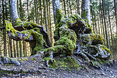 A relic of an old, twisted beech tree that is over four centuries old. Stones and mosses bring mystery and enchantment to this fabulous place. The Allée des Géants is made up of old trees that have undergone pleaching, which in the Montagne Bourbonnaise is a traditional technique that consists of braiding the branches of trees together and letting them grow in a chosen direction (for example: vertically, horizontally or inclined). In this way, it was possible to delimit an alley, a path or even a piece of land... and in some cases, even to obtain a defensive role. These alleys had another advantage: they protected travellers from the sun in summer and from snowdrifts in winter. Saint-Nicolas-des-Biefs, Allier, France