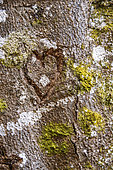 Heart carved in the trunk of a very old beech tree. Also known as "the witches' path", the Allée des Géants or Allée des Hêtres tortueux is made up of old beech trees over four centuries old. These trees have undergone pleaching, which in the Montagne Bourbonnaise is a traditional technique that consists of braiding the branches of trees together and letting them grow in a chosen direction (e.g. vertically, horizontally or inclined). In this way, it was possible to delimit an alley, a path or even a piece of land... and in some cases, even to obtain a defensive role. These alleys had another advantage: they protected travellers from the sun in summer and from snowdrifts in winter. Saint-Nicolas-des-Biefs, Allier, France