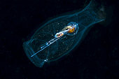 A small fish in a pelagic tunicate during a blackwater dive in Tulamben, Bali, Indonesia.