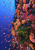 Colorful anthias fish (Anthiinae) swarm along a coral wall at Verde Island in the Philippines.