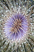 A tube anemone grows on a sandy seafloor near the island of Sulawesi, Indonesia. This beautiful, tropical region is home to an incredible variety of marine life.
