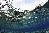 A banded sea snake (Laticauda colubrina) swims at the surface in Wakatobi National Park, Indonesia. This is one of the most venomous snakes in the world.