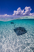 Southern stingrays congregate on the sandbar in Grand Cayman, Cayman Islands.