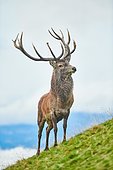 Red deer (Cervus elaphus) stag standing on a meadow in the mountains, wildlife park Aurach, Kitzbuehl, Austria, Europe