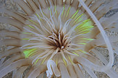 Sand Anemone with flurescent green coloring, Bonaire, Caribbean Netherlands.