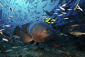 Fiji - Giant grouper (Epinephelus lanceolatus) has a school of golden trevally (Gnathanodon speciosus) using its size for protection while hundreds of other fish swim about during a shark feed. The giant grouper is the largest bony fish in the world, and can grow up to 2.7m and 600kg.
