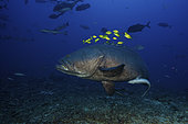 Mérou lancéolé (Epinephelus lanceolatus) entouré d'un banc de Carangues royales (Gnathanodon speciosus) utilisant sa taille pour se protéger tandis que des centaines d'autres poissons nagent autour pendant un repas de requins. Le mérou géant est le plus grand poisson osseux du monde, et peut atteindre 2,7 m et 600 kg. Fidji