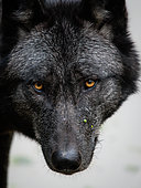 Canadian wolf (Canis lupus), Sainte Croix Wildlife Park, Lorraine, France